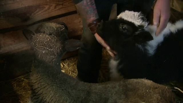 Prietenie neobișnuită între un pui de iac și un miel. Ce fac împreună cei doi