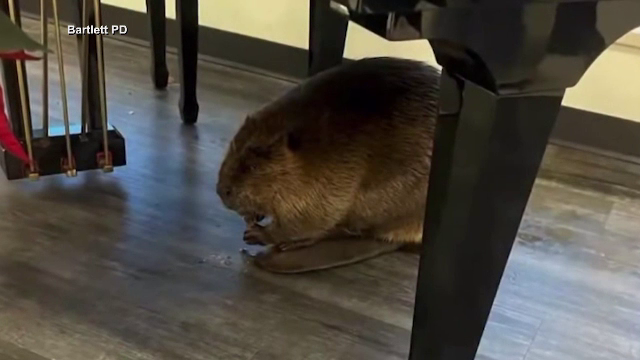 Film de comedie într-un spital. În rolul principal, un castor care nu se dădea prins sub niciun chip