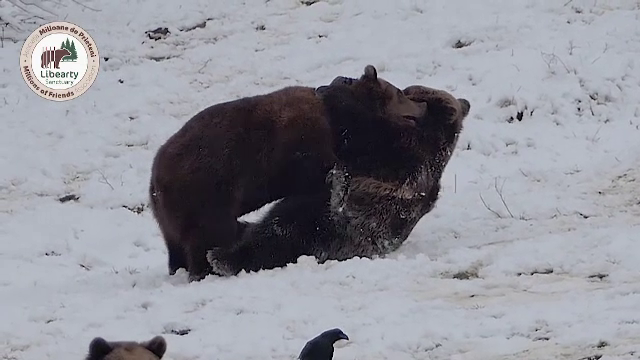 Urși filmați când se joacă în zăpadă, în rezervația de la Zărnești