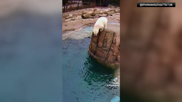 Doi urși polari au pus în scenă un spectacol amuzant pentru vizitatori la o grădină zoologică din SUA | Video