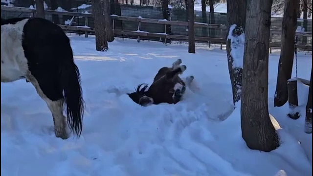 Și animalele se bucură când văd zăpadă proaspătă. Câțiva ponei s-au zbenguit în așternutul pufos
