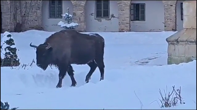 Un zimbru a intrat agale pe porțile Mănăstirii din Neamț. Nepăsător și maiestuos a trecut pe lângă un călugăr | Video