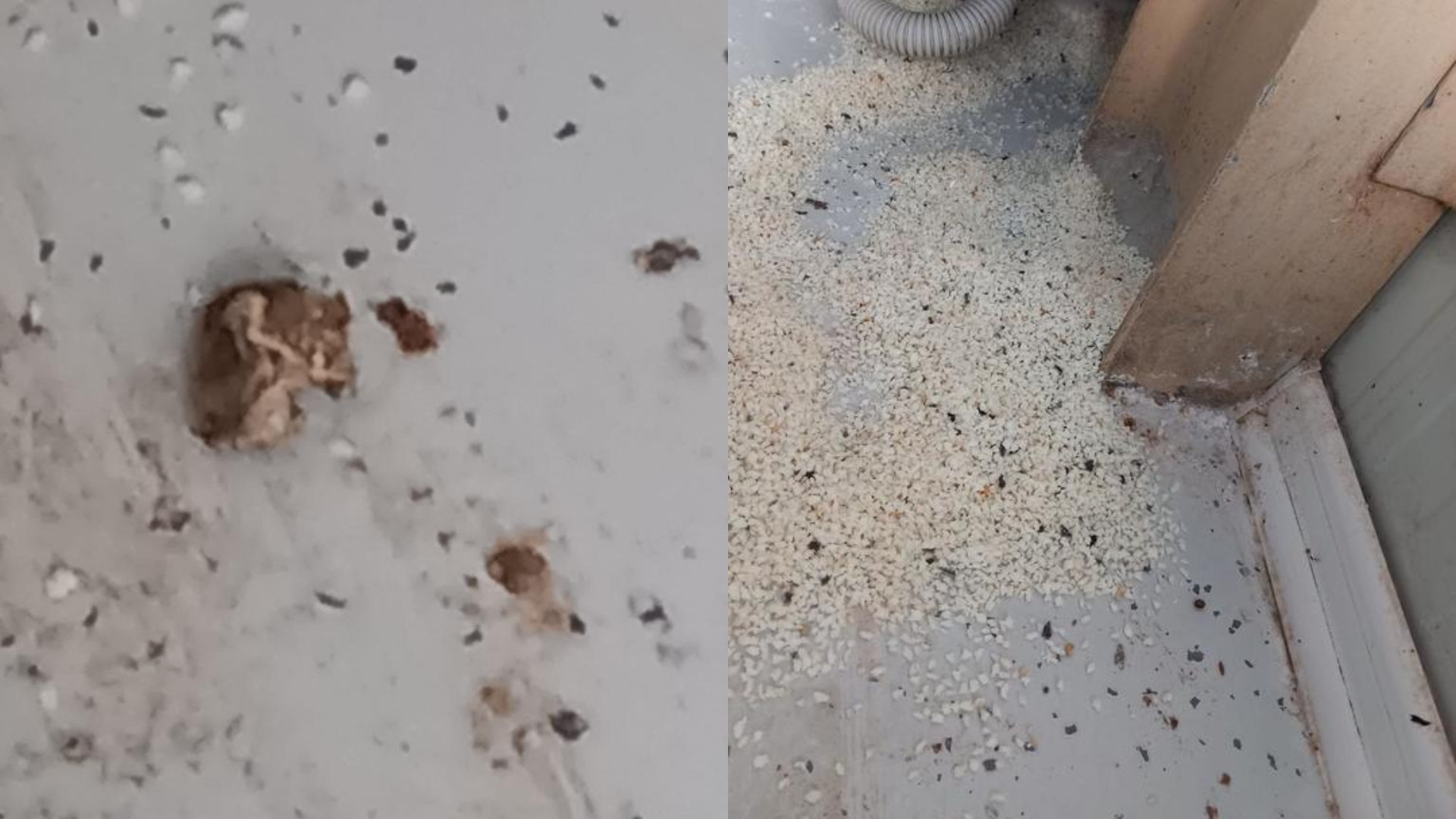 Rozătoare moarte și produse expirate găsite de comisarii ANPC la o firmă care realizează produsele de patiserie pentru Lidl