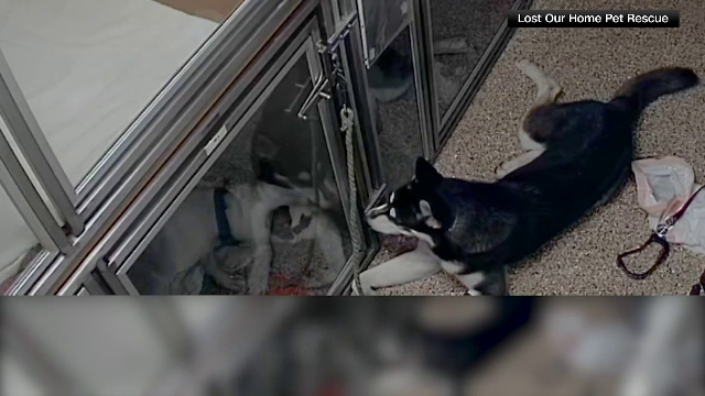 Un husky a reușit să scape din cușca lui aflată într-un adăpost de animale și a încercat să îi elibereze și pe ceilalți căței