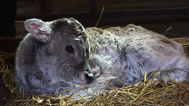 O vițică din rasa Mocănița, care a dispărut de la noi, este noua atracție de la Grădina Zoo din Târgu Mureș