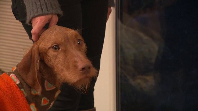 O femeie și-a pierdut câinele în timpul unei ieșiri în aer liber. Ce a surprins o dronă după 12 zile de căutări