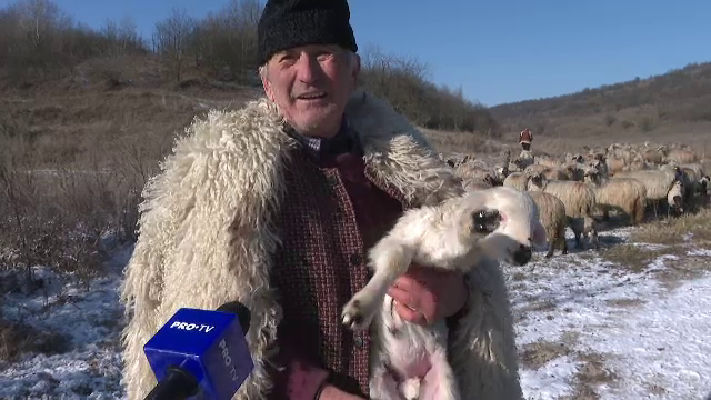 Miei grași cât berbecii. Când trebuie sacrificați pentru masa de Paște