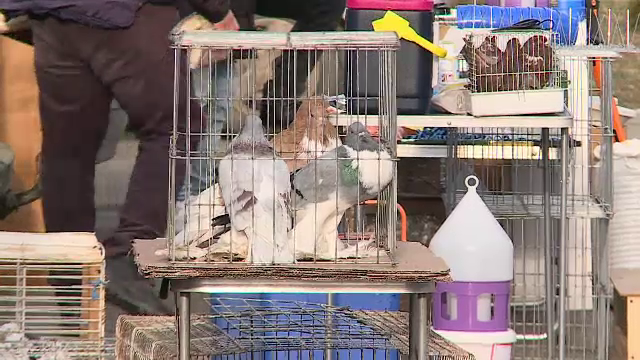 Porumbei de rasă, găini și fazani au fost prezentați într-o expoziție în Sighișoara. „Valorează în jur de 50.000 de euro”