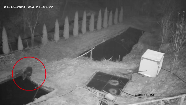 Un urs înfometat a lăsat fără pește o păstrăvărie din Munții Apuseni. Acțiunea, surprinsă de camerele de supraveghere