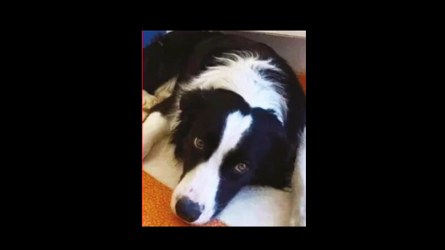 Român condamnat la închisoare cu executare după ce a furat un câine din fața unui magazin din Paris