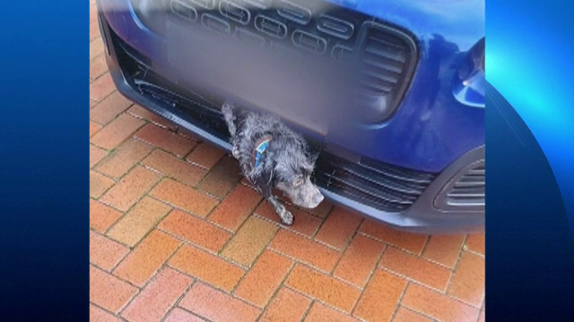 O cățelușă a fost lovită de o mașină și a rămas captivă în bara autoturismului, 25 de km. Finalul a fost surprinzător