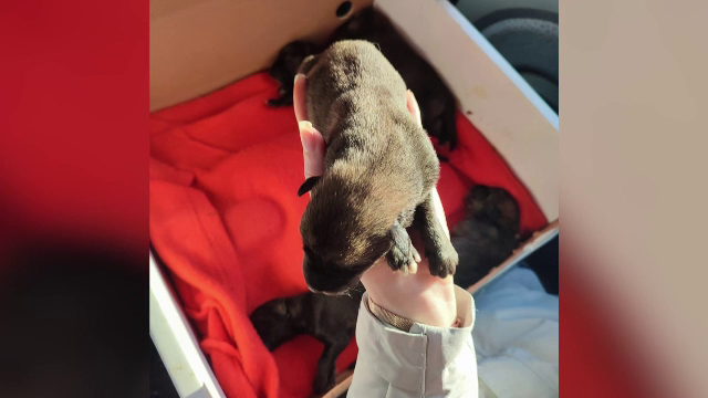 Bărbatul din Buzău care a abandonat 5 pui de câine în frig riscă până la 7 ani de închisoare. Sterilizarea e obligatorie
