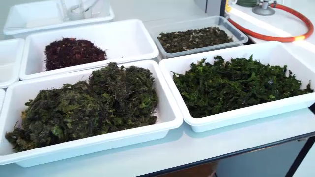 Apele Mării Negre vor fi repopulate cu alge din laborator, pentru reconstrucția ecologică a Litoralului
