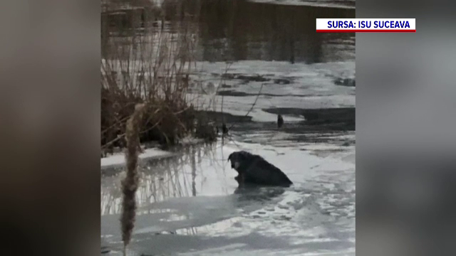 Un câine căzut în apa înghețată a râului Suceava a fost salvat de pompieri. Intervanția autorităților