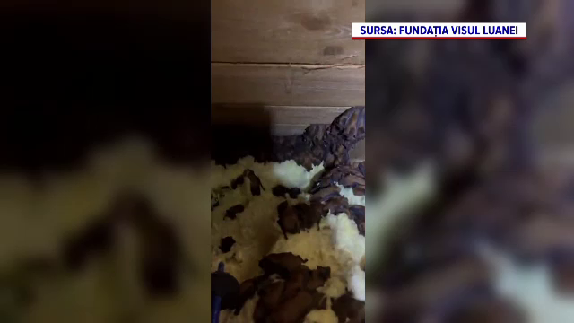 Descoperire uimitoare făcută de proprietari în podul unei case din Suceava. Sunt aproape 3.000 de exemplare