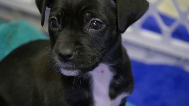 Un om al străzii din SUA a salvat cinci căței găsiți la marginea unei străzi și i-a dus la un adăpost: Să li se dea o șansă