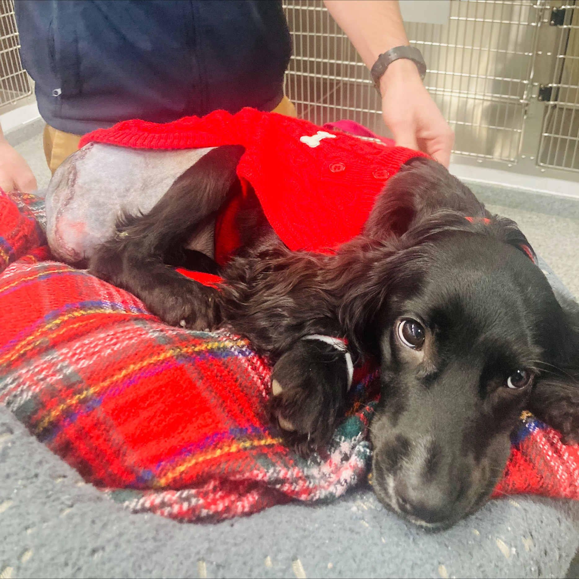 Povestea emoționantă a unei cățelușe cu șase picioare, aruncată în fața unui supermarket. „Un caz complicat”