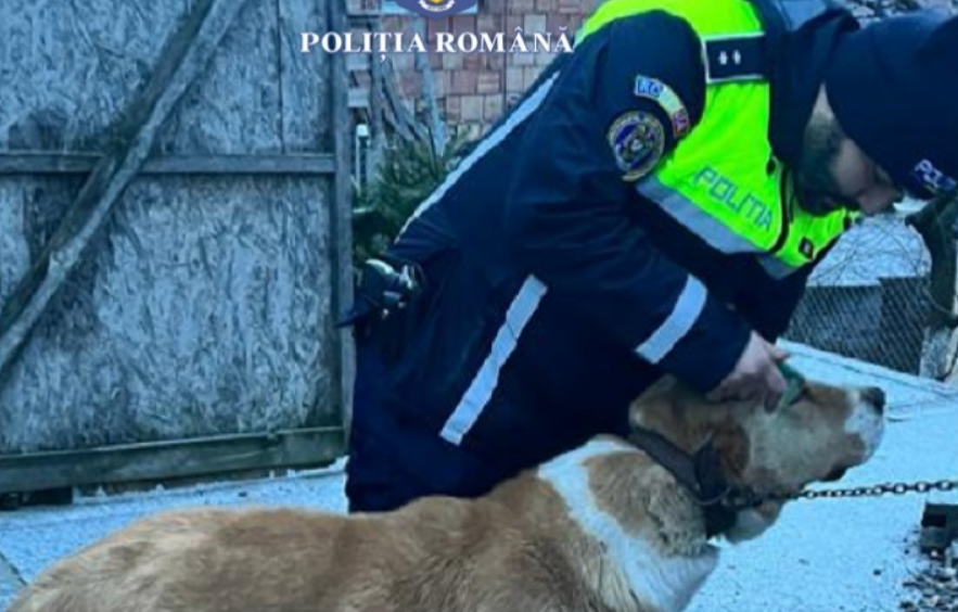 Amenda primită de un bărbat din Mureș care organiza lupte între câini și făcea intervenții chirurgicale neautorizate