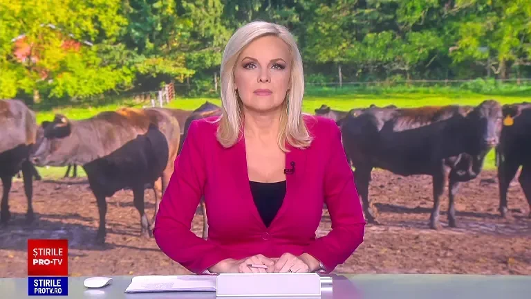 Vita de lux Wagyu a ajuns și în fermele românești. Cât costă un kilogram