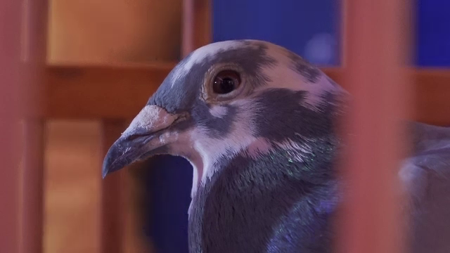 Porumbei voiajori pot fi admirați de public la o expoziție din Alba Iulia. Un exemplar campion poate costa și cât o locuință