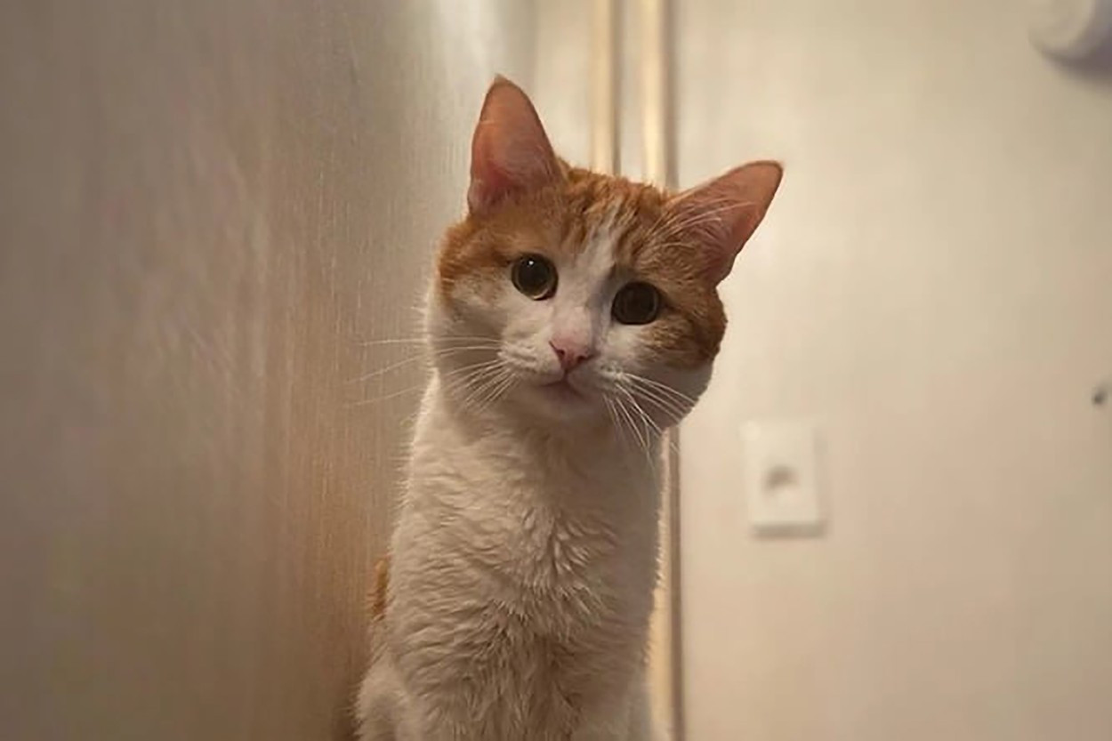 Legătura nebănuită între pisici și riscul crescut de a dezvolta boli mintale precum schizofrenia