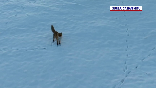 O vulpe și-a pierdut curajul când a fost pusă față în față cu tehnologia. Cum a reacționat când a fost urmărită de o dronă