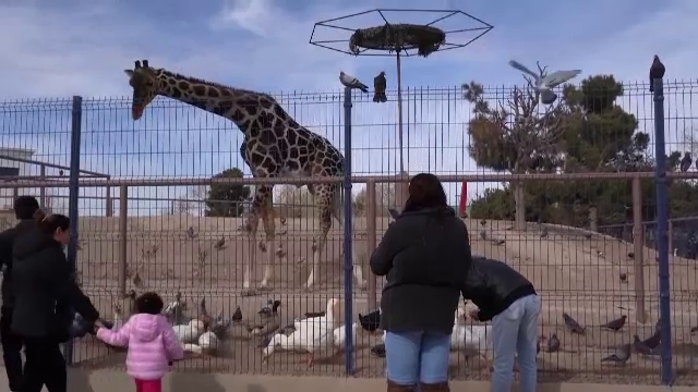 De ce povestea girafei Benito face înconjurul lumii. A devenit vedetă