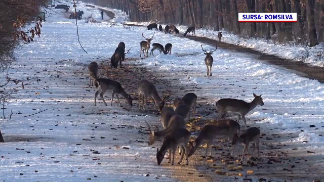 Animalele sălbatice primesc hrană de la angajații ocoalelor silvice pentru a trece mai ușor peste perioada geroasă
