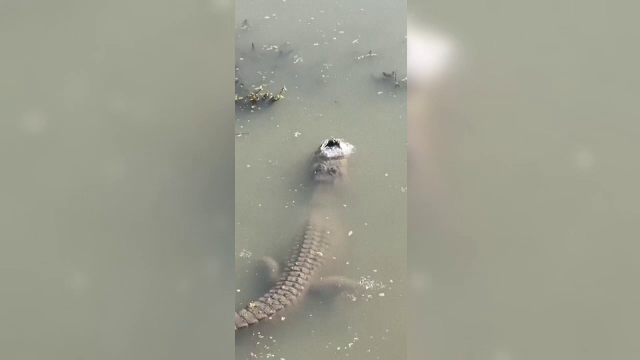 Imagini inedite cu un aligator „înghețat”. Reptilele rămân doar cu botul scos afară din apă când sunt temperaturi scăzute
