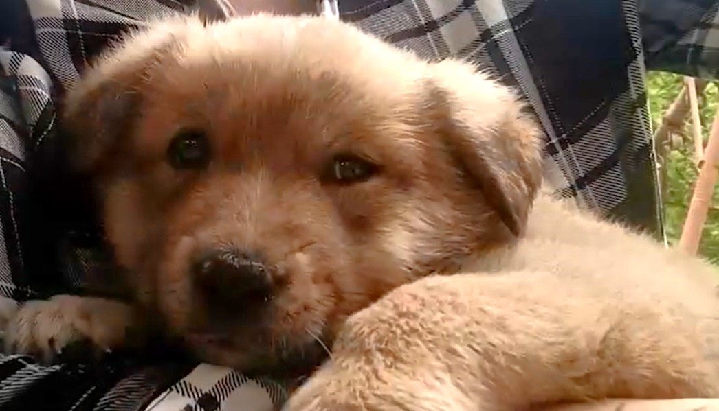 „L-a ucis doar ca să ne arate că e puternic”. Bărbat din Maramureș trimis la închisoare pentru că a omorât un pui de câine