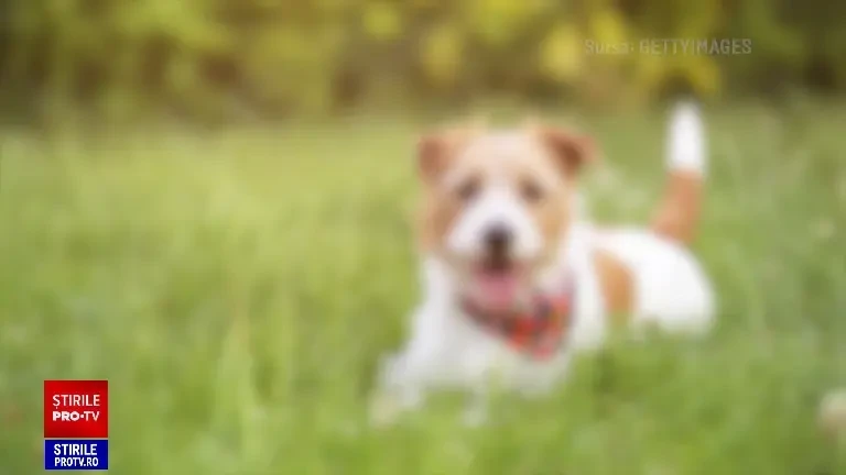 De ce dau câinii din coadă? Descoperirea recentă care are legătură cu oamenii