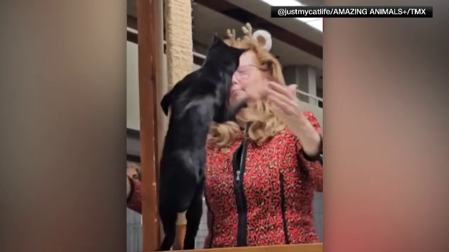 Un concurs de frumusețe pentru pisici s-a lăsat cu bătaie. O felină a atacat-o pe președinta juriului | Video