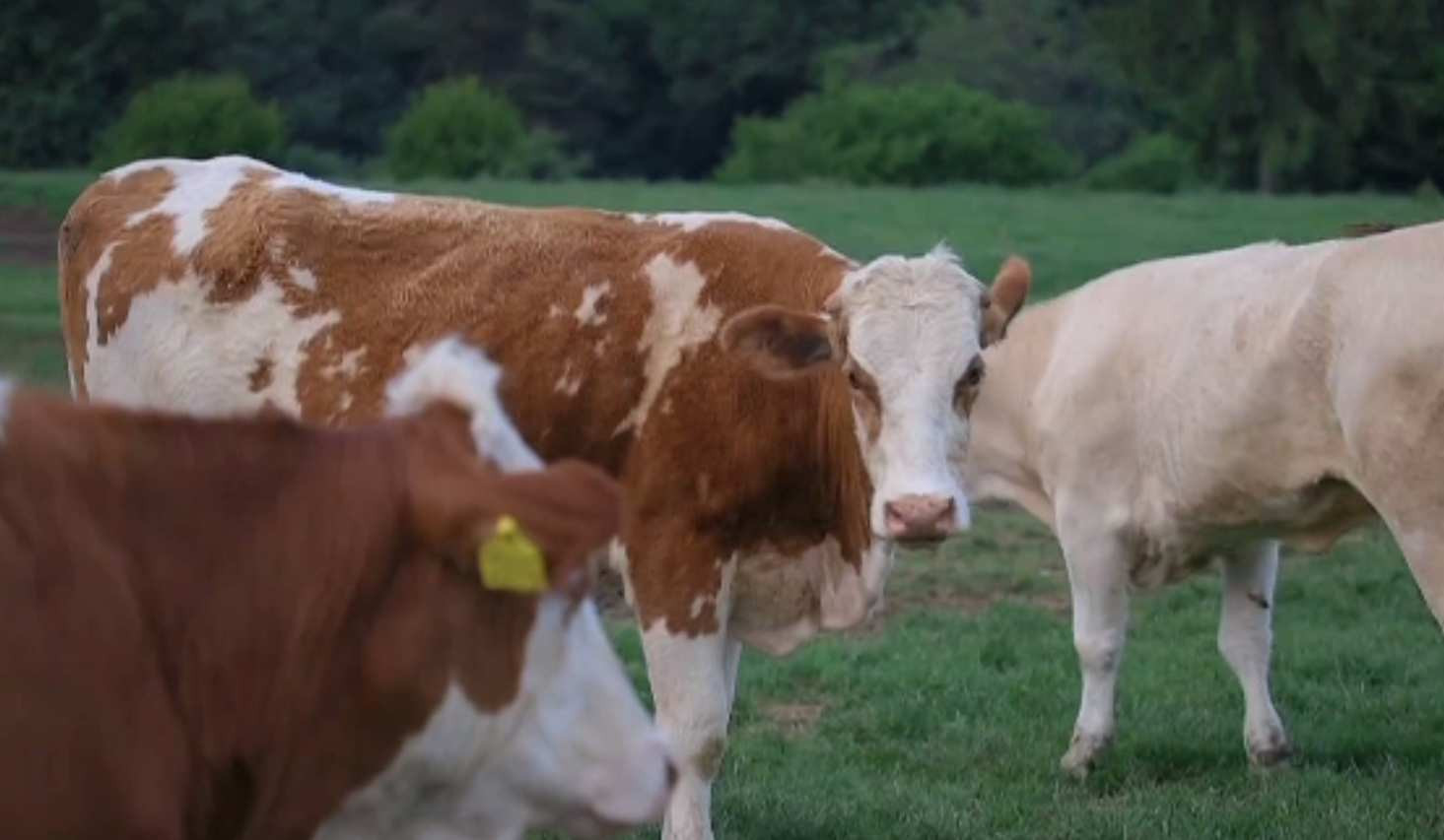 Noile subvenții pentru fermieri, decise de Guvern: 100 de euro pe animal, doi lei pe litrul de motorină. Ce urmează