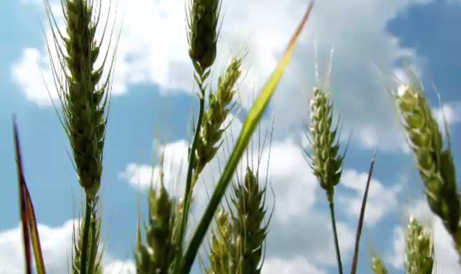 Editarea genetică a plantelor, aprobată în comisia Parlamentului European. Diferența față de modificarea genetică