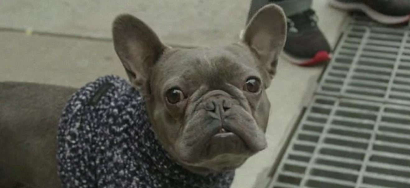 Câți bani poți să câștigi dacă plimbi câinii altora. Un american încasează anual o sumă uriașă