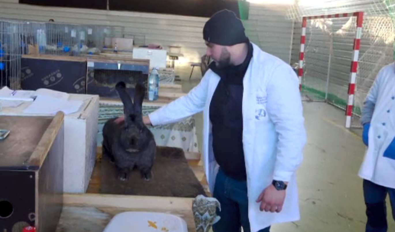 Expoziție de iepuri de rasă și găini la Vințu de Jos. Exemplarele care au captat atenția