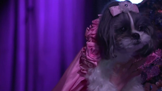 Haine de câini inspirate din garderoba starurilor internaționale. Rihanna și Jennifer Lopez au fost muze