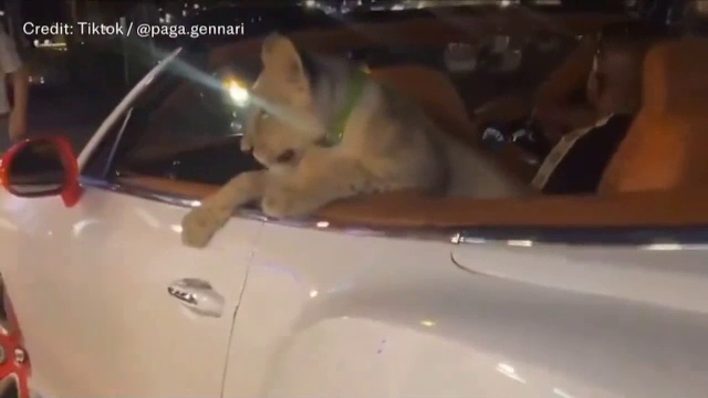 Momentul în care un pui de leu este plimbat într-o limuzină decapotabilă. Ce riscă proprietara felinei | VIDEO VIRAL