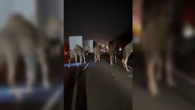 Cămile și zebre pe autostradă. Camionul în care se aflau a luat foc în mers