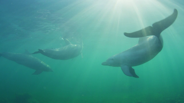 „Poluăm și poluăm cu foarte multe surse.” Tot mai puțini delfini în Marea Neagră. Ce spun biologii
