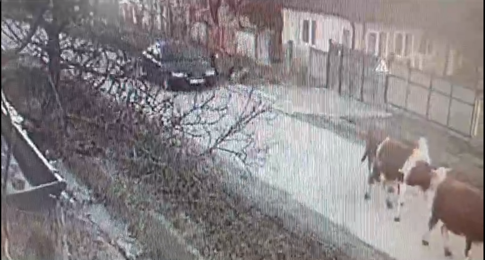 Momentul în care un bărbat care își ținea copilul în brațe a fost spulberat de o mașină. Cine era la volan. VIDEO