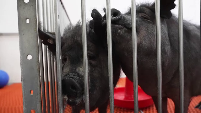 „Cred că animalele sunt răspunsul.” Locul unde sunt crescuți porci modificați genetic pentru transplanturi la oameni