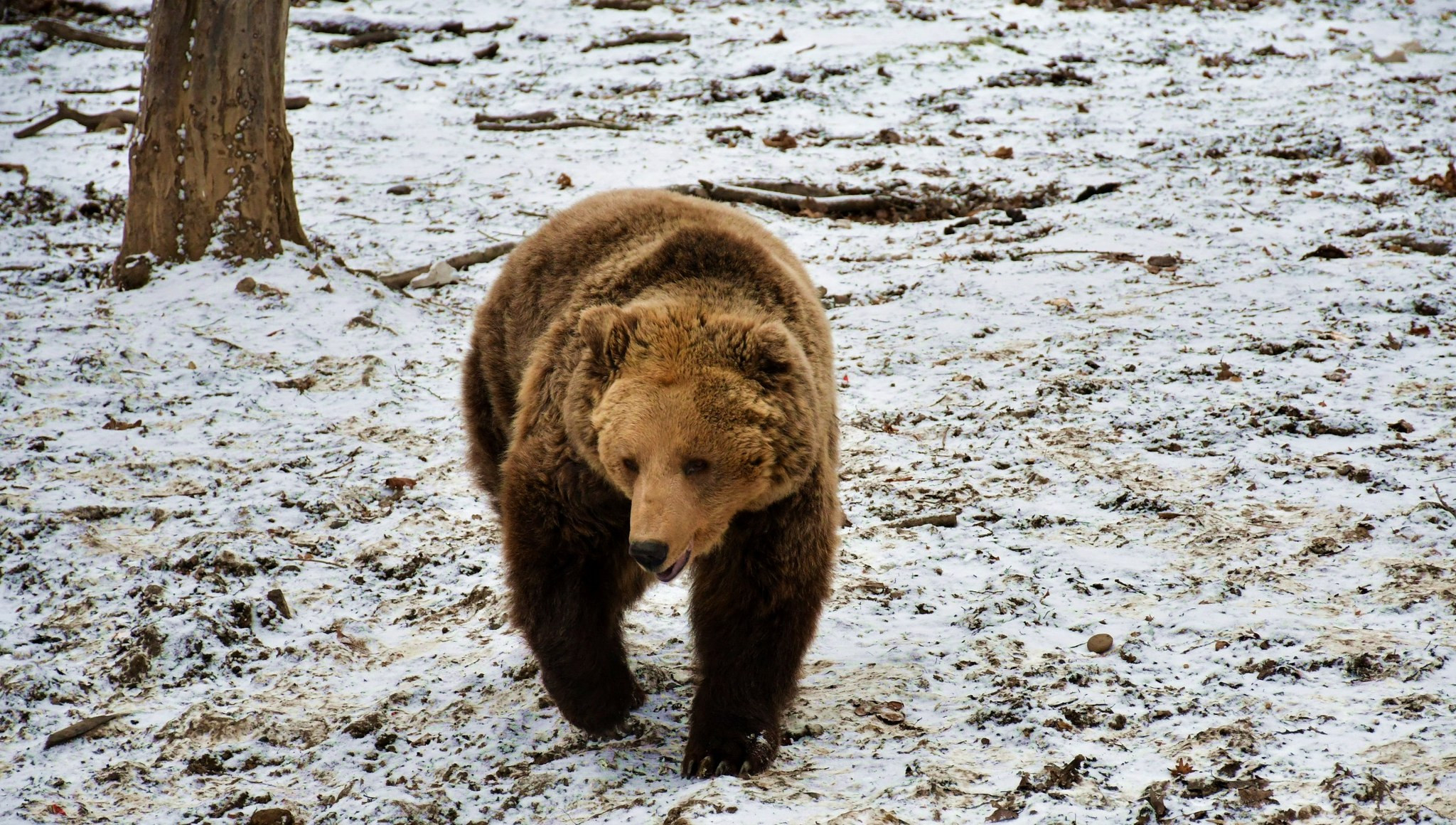 Urşii de la Grădina Zoologică nu şi-au văzut umbra. Tradiţia populară spune că primăvara se apropie