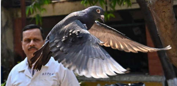 India a eliberat un porumbel arestat de 8 luni pentru spionaj. Ce transporta înaripata când a fost reținută