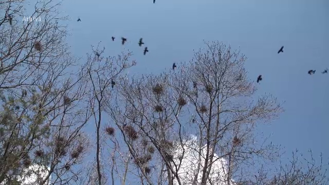 Ciorile și porumbeii adoră dispozitivul de ultimă generație adus de Primăria Capitalei ca să le alunge din Cișmigiu