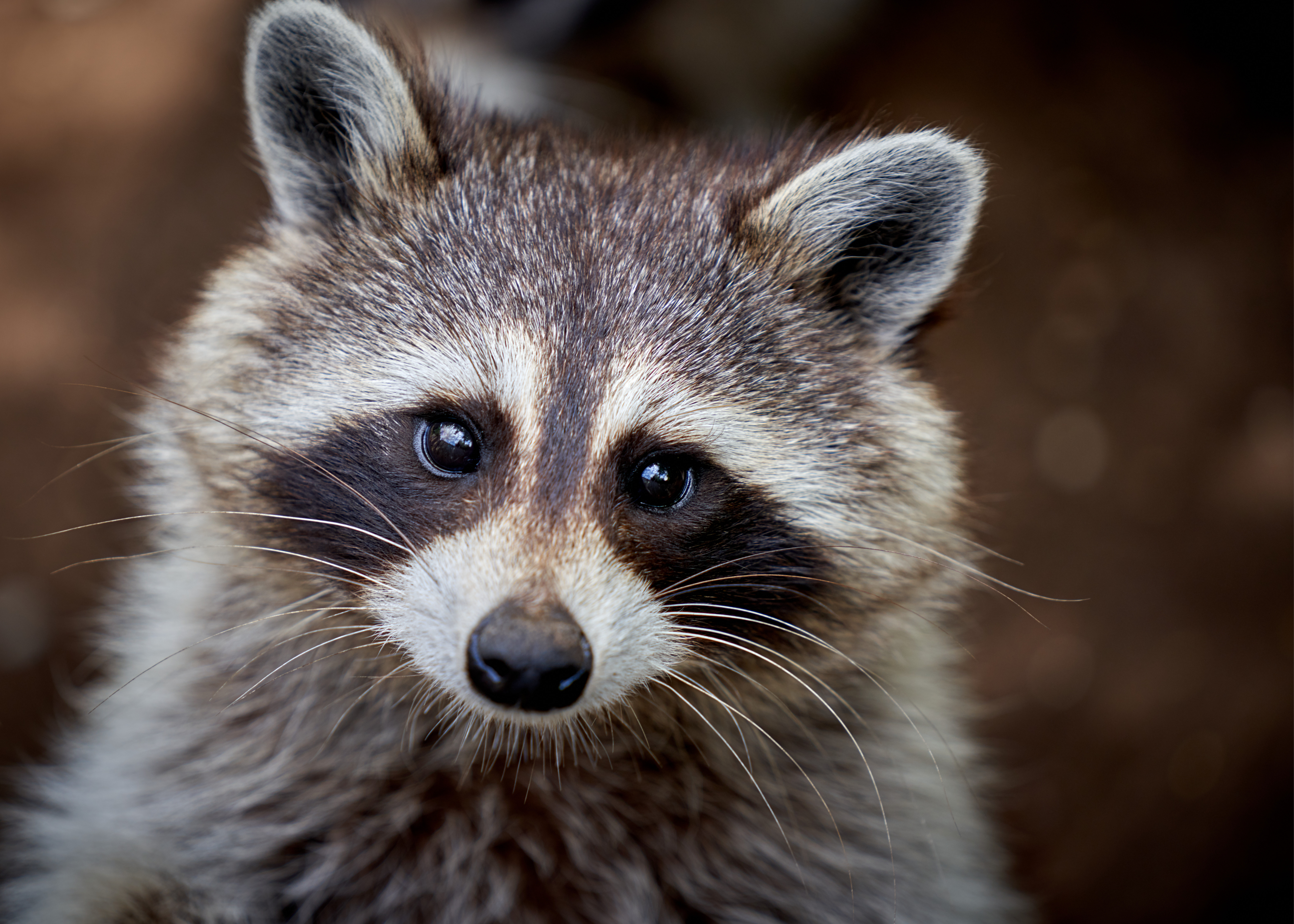 Un raton a întrerupt curentul electric în Toronto. Mai mulţi oameni au rămas blocaţi în lifturi