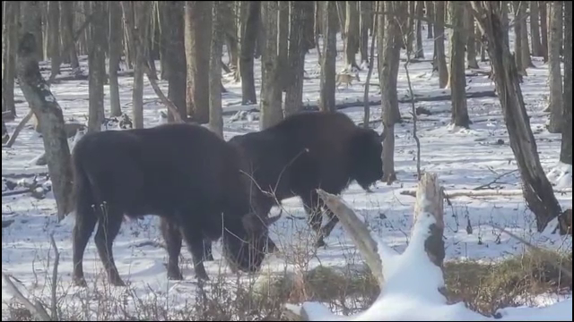 Imagini virale. Doi zimbri, priviți de căprioare în timp ce se plimbau prin Parcul Natural Vânători Neamț