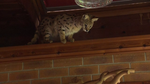 Tot mai mulți britanici își abandonează pisicile de rasă, din cauză că nu știu să le întrețină