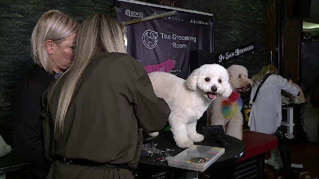 Cât costă să duci cățelul la coafor. Hairstyliștii îi pot tunde și vopsi în funcție de personalitate