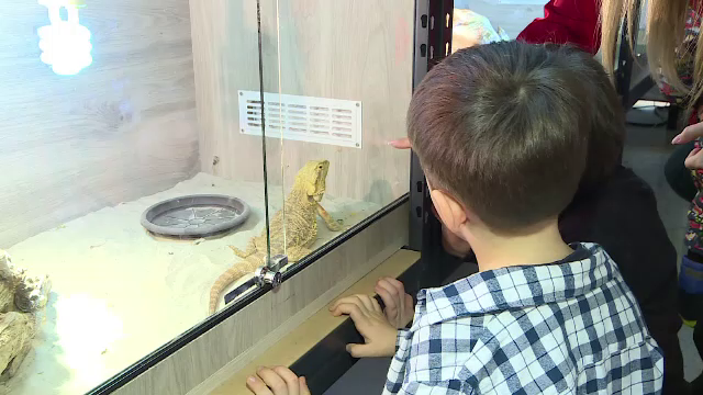 Ieșenii au luat cu asalt o expoziție de reptile și tarantule. Cei mai încântați au fost copiii: ”Șarpele e foarte uriaș!”